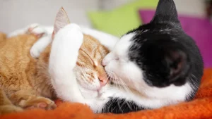 گربه نر بهتر است یا ماده