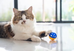 لیست بازی برای گربه