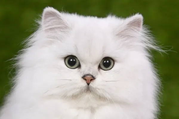 گربه چین چیلا