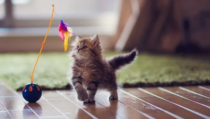 بهترین اسباب بازی برای گربه