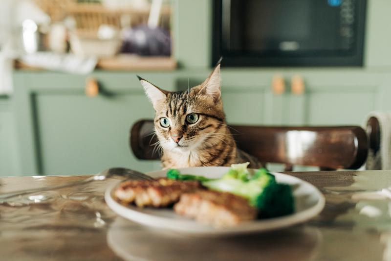 لیست غذای مضر برای گربه