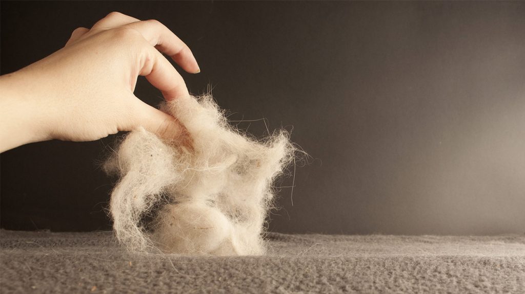 آموزش جمع آوری موی گربه از فرش