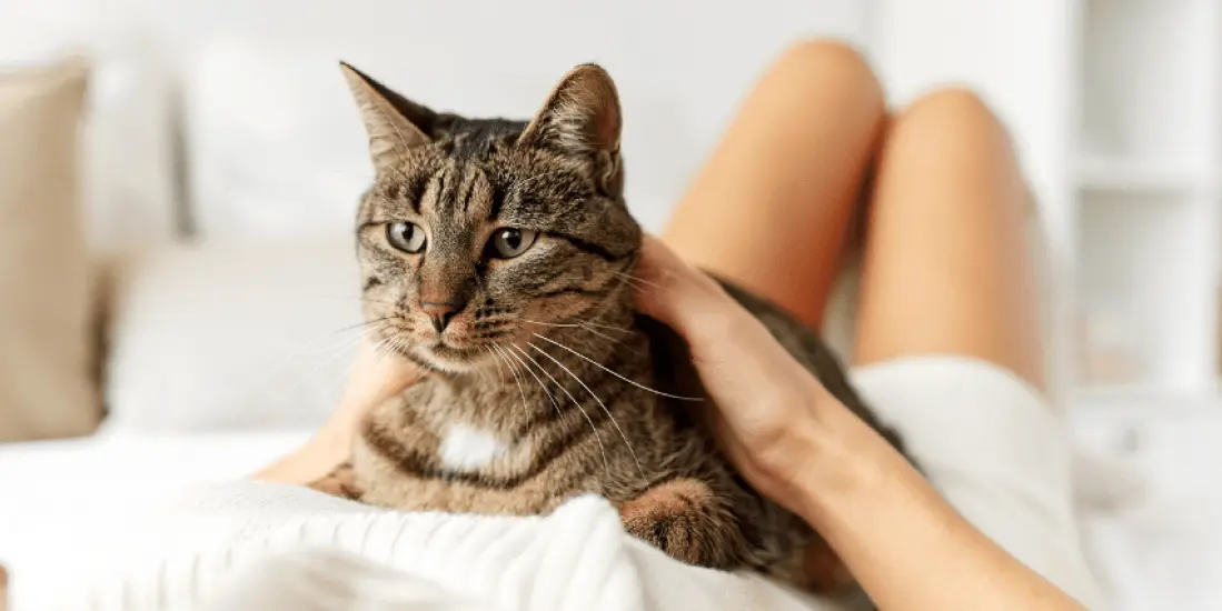 فحل شدن گربه چگونه است