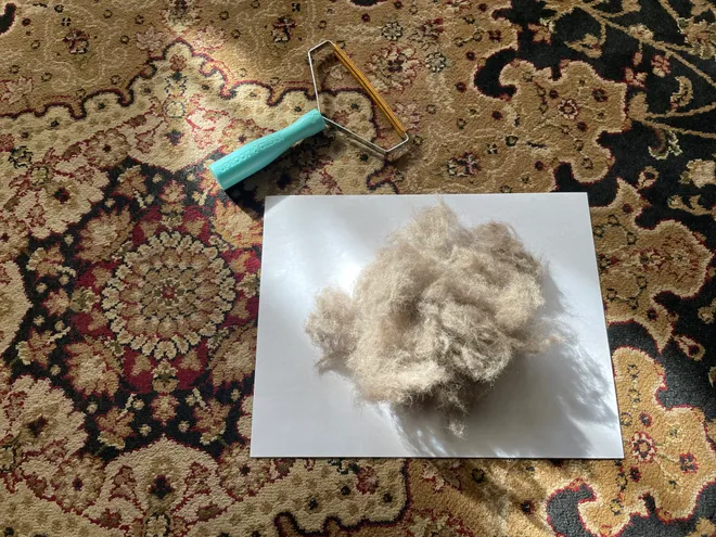 جمع کردن موی گربه از روی فرش
