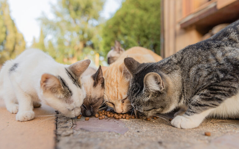 غذای گربه خیابانی