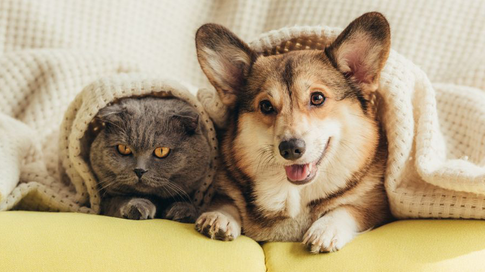 بیماری‌ های شایع حیوانات خانگی در فصل زمستان